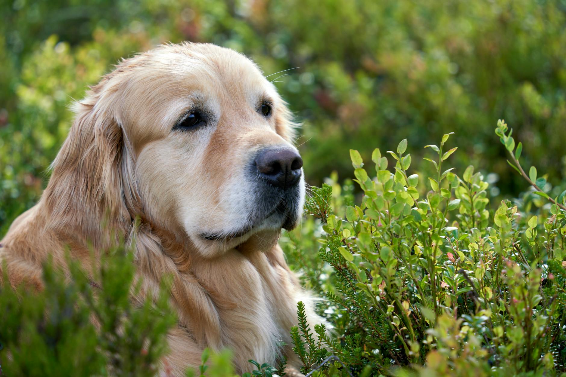 Golden retriever w zieleni w parku – przykład popularnej rasy w Polsce